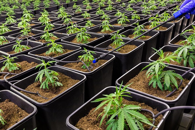 Revitalize Your High: Top-Rated THCA Oil & Pre Rolls – No More Lost THC!