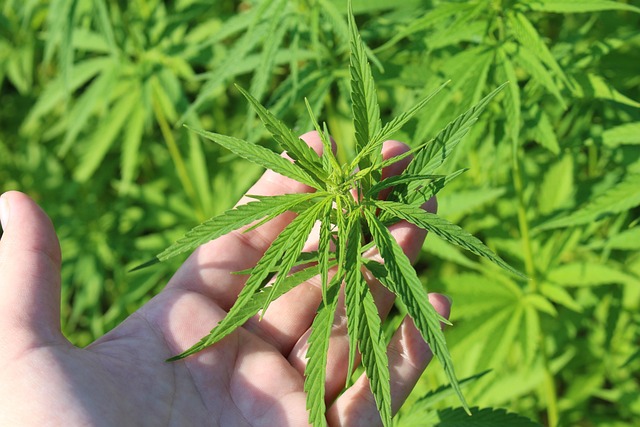 Discover the Ultimate Savings: Top-Rated CBD Gummi Sticks, Reddit’s Favorite THCA Alternative