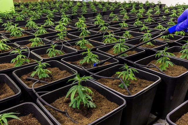 Hemp flower hemp 640x480 77077114.jpeg