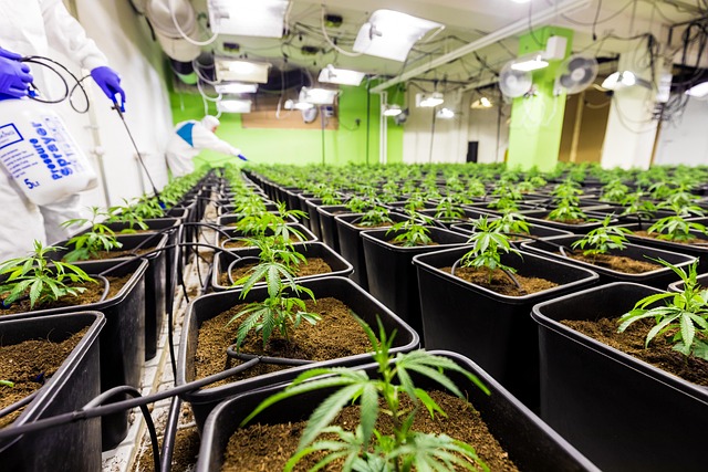 Save Money & Stay Energized: Hemp CBD Outperforms Drinks