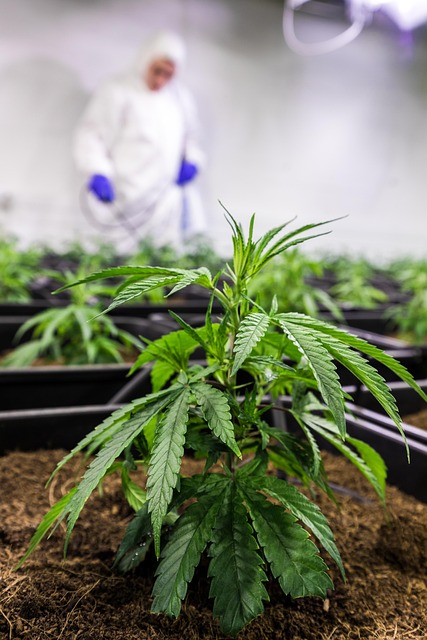 Experience Natural Pain Relief with Safe & High-Quality THCA Hemp Buds – Save Big Now!