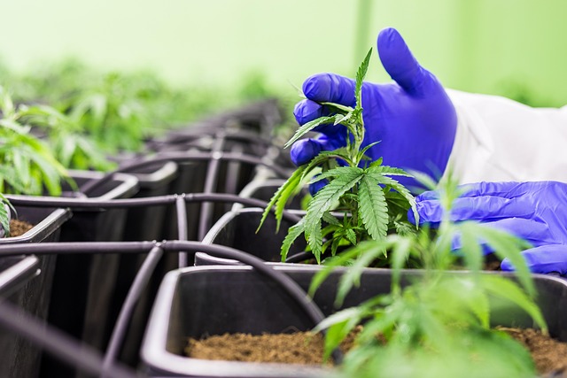 Save Money with THC Pre Rolls: Hemp Lamp Revolution?