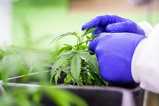 Experience THCA Relief Without Side Effects: Try New Gummies Now!