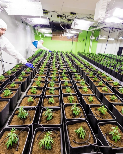Unlock Savings: Are New THCA Pre Rolls the Smart Choice?