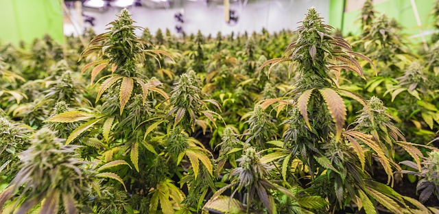 Experience Delta 8’s Calm Effects & Save – Pre-Rolls Now!