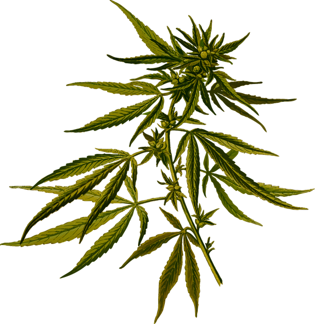 Hemp