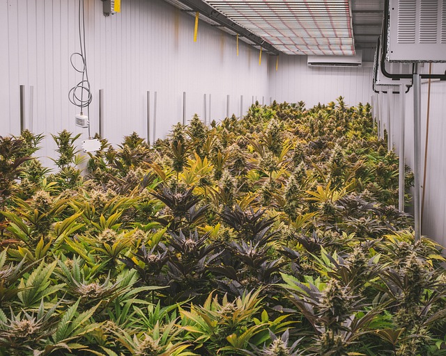Hemp 640x480 77462075.jpeg
