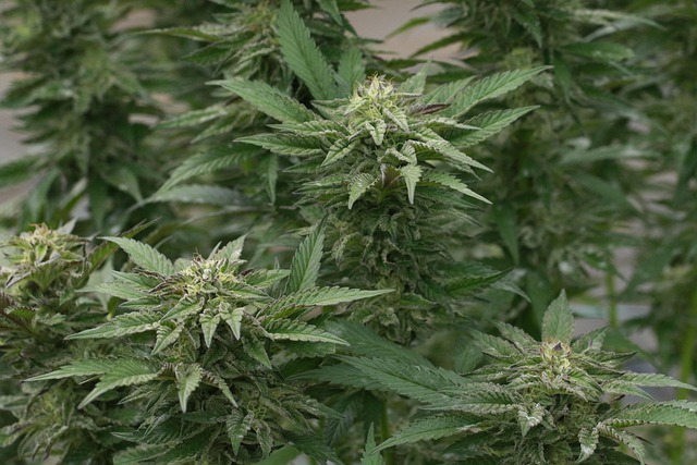Hemp