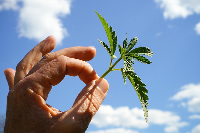 Hemp Flower