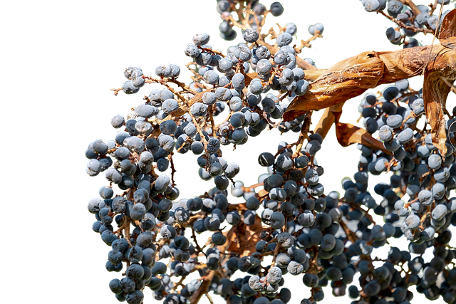 Hemp Flower