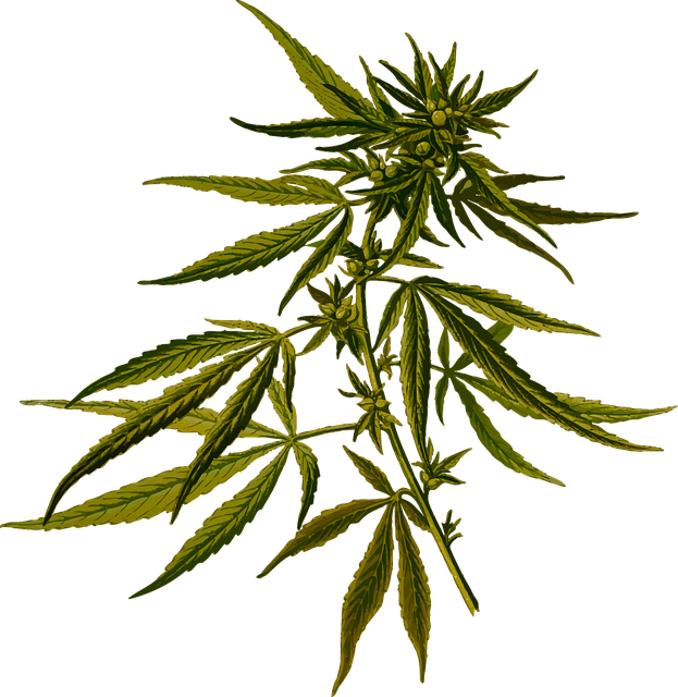 Hemp Flower