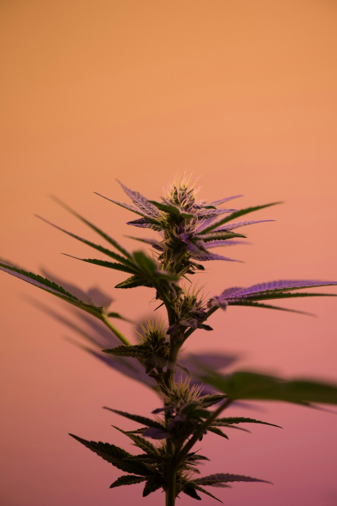 Hemp