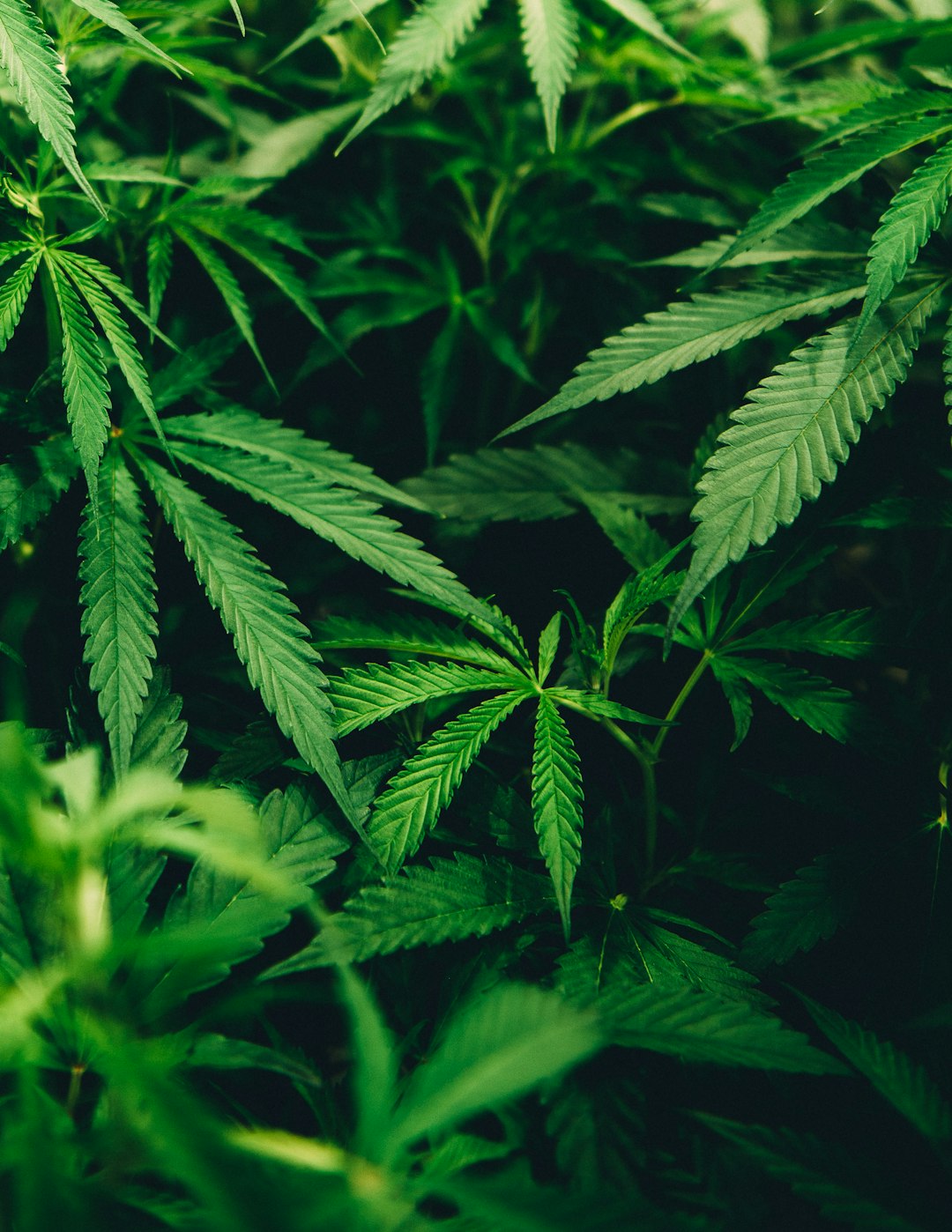 Hemp