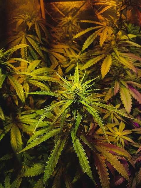 Hemp 640x480 64013207.jpeg