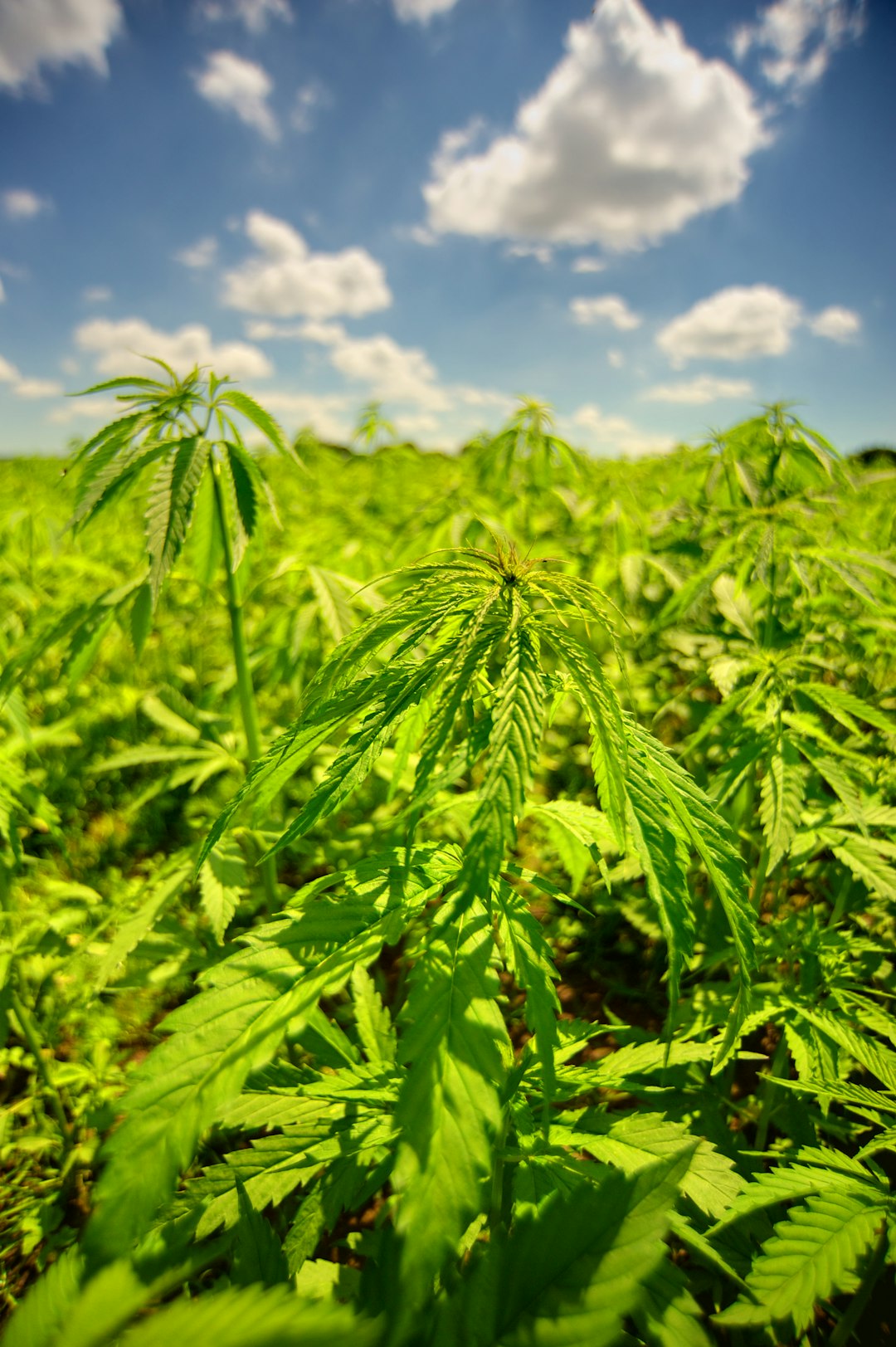 Hemp