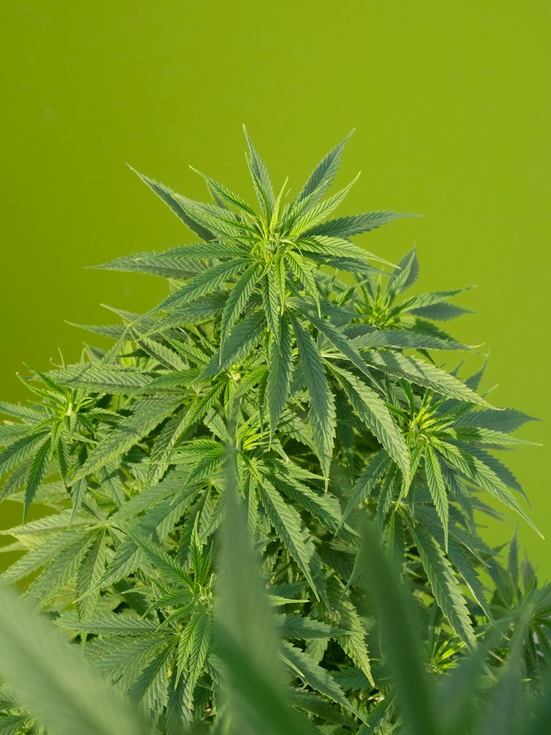 Hemp
