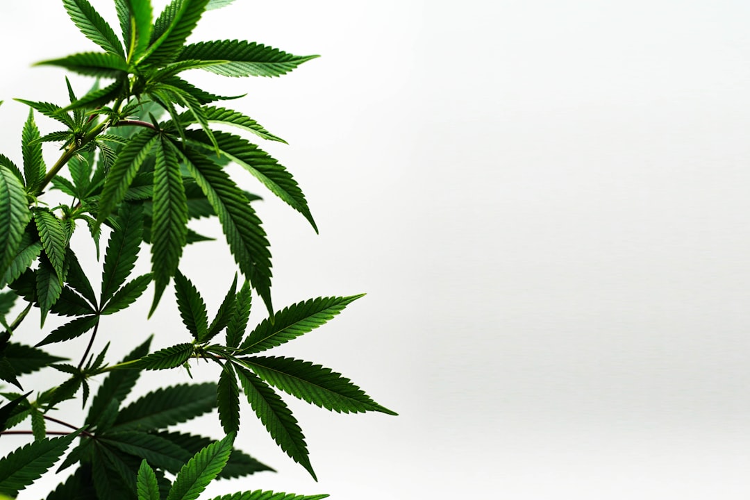 Hemp