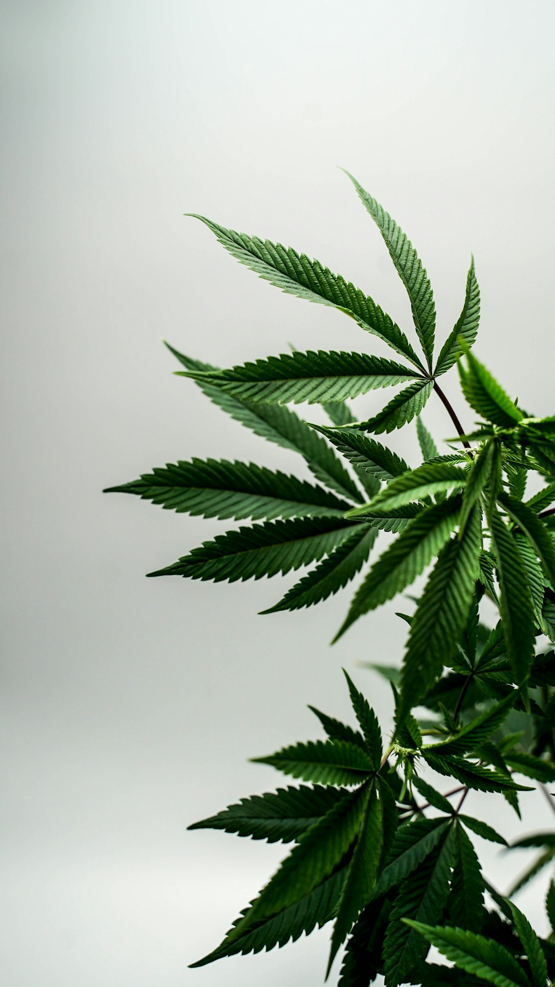 Hemp