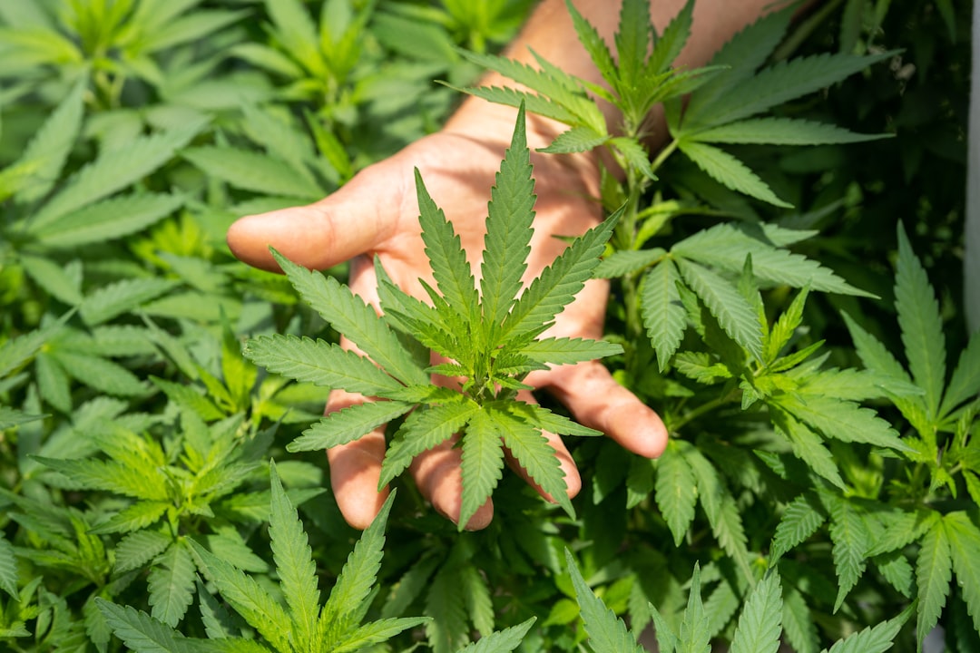 Hemp