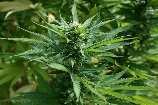 Hemp flower 640x480 39094901.jpeg