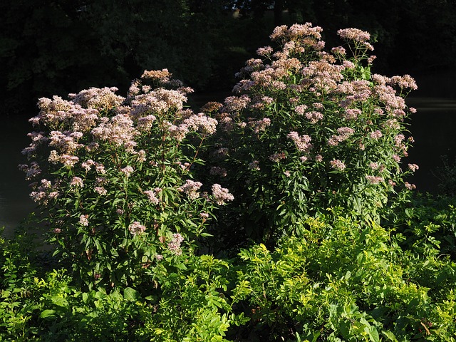 Hemp Flower