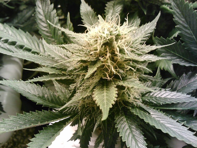 Hemp Flower