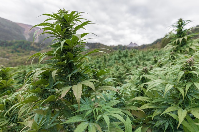 Hemp Flower