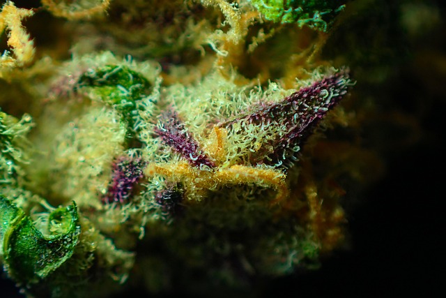 Hemp Flower