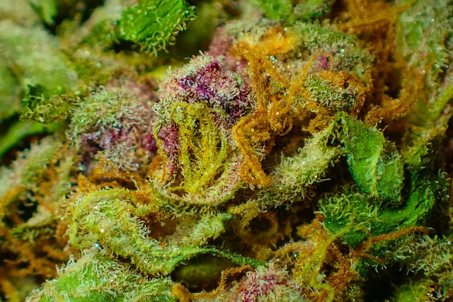 Hemp flower 640x480 6468605.jpeg