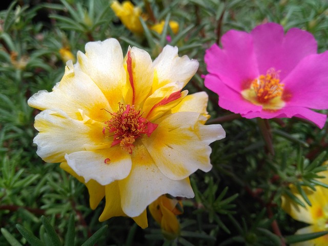 Hemp Flower