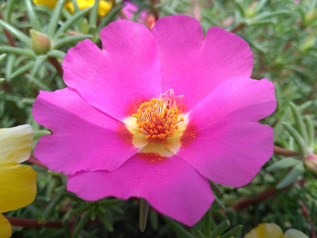 Hemp Flower