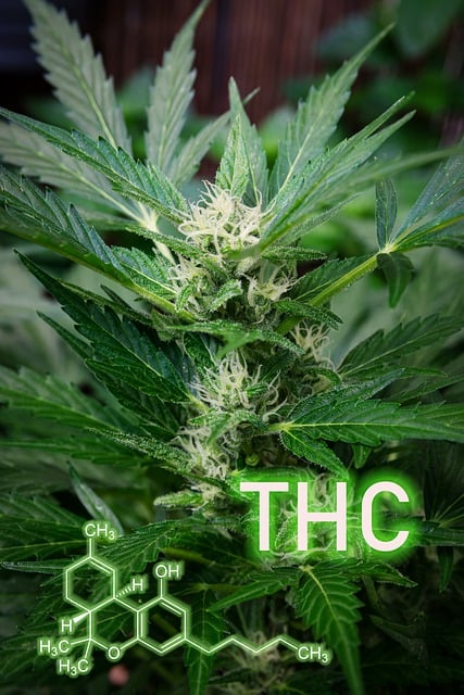 Hemp Flower